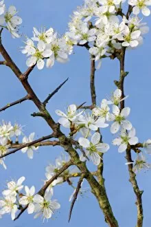 Blackthorn branch with flowers