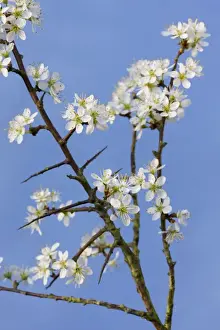 Blackthorn branch with flowers - in spring