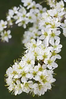 Blackthorn Gallery: Blackthorn branch with flowers - in spring