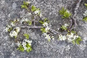 Images Dated 10th May 2006: Blackthorn (Prunus spinosa) in flower on limestone pavement, Scar Close NNR, North Yorkshire