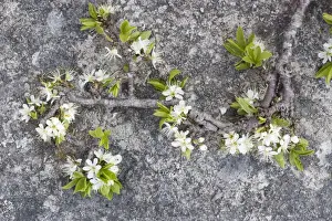 Blackthorn (Prunus spinosa) in flower on limestone pavement, Scar Close NNR, North Yorkshire