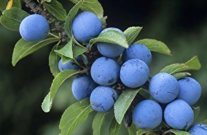 Images Dated 1st March 2006: Blackthorn / Sloe Berries