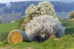 Blackthorn Gallery: Blackthorn / Sloe - flowering hedge landscape in springtime