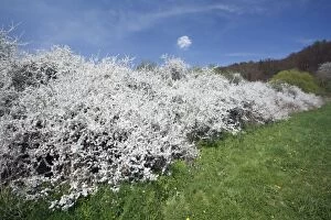 Images Dated 24th April 2010: Blackthorn / Sloe - hedge in blossom - Lower Saxony - Germany