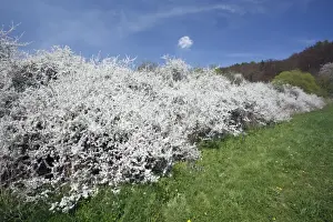 Blackthorn Prints: Blackthorn / Sloe - hedge in blossom - Lower Saxony - Germany
