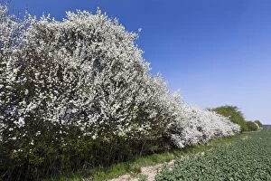 Images Dated 18th April 2011: Blackthorn / Sloe - hedgerow in blossom
