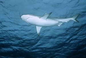 Blacktip Reef / Whaler Shark