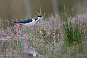 Images Dated 10th April 2008: BLACKWINGED STILT