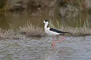 Stilt Prints: Blackwinged Stilt. Pont de Gau Park - Saintes Maries de la Mer - France