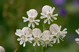 Campion Prints: Bladder campion (Silene vulgaris) in flower. Widespread and common
