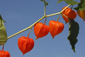 Lantern Prints: Bladder cherry / Chinese lantern / Japanese lantern / Winter cherry - in fruit. France