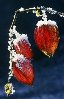 Bladder-cherry / Chinese Lantern / Winter cherry - wih snow
