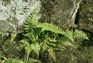 Images Dated 28th May 2004: Bladder Fern