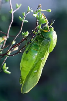 Grasshoppers Prints: Bladder Grasshopper - male - East Cape South Africa