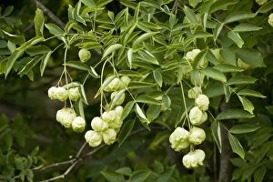 Bladder nut or Paper nut in fruit;