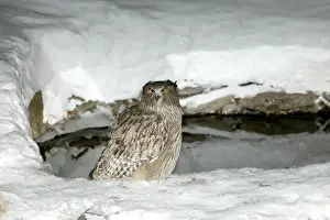 Blakiston's Fish Owl. Hokkaido, Japan