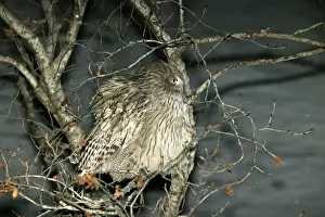 Blakiston's Fish Owl. Hokkaido, Japan