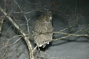 Blakiston's Fish Owl. Hokkaido, Japan