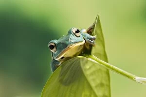 Blanford Tree Frog - on leaf