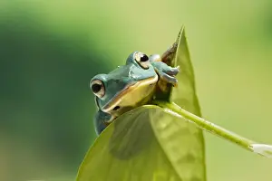 Reptiles And Amphibian Prints: Blanford Tree Frog - on leaf - Controlled conditions 15308