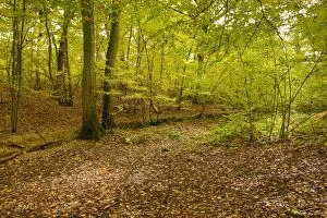 Images Dated 20th October 2012: Blean Woods - Autumn