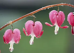Present Idea Prints: Bleeding Heart