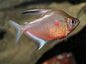 Bleeding Heart Tetra, freshwaters, Colombia