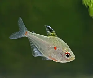 Transparent Prints: Bleeding heart tetra – side view, tropical freshwater Amazon 002836