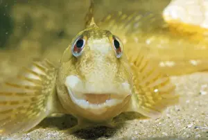 Blenny Prints: Blenny / Shanny formerly: Blennius pholis