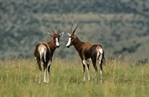Antelopes Prints: Blesbok