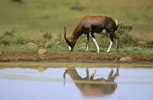 Blesbok