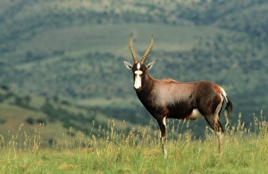 Images Dated 10th August 2006: Blesbok