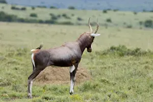 Stance Prints: Blesbok - Male displaying on stamping ground