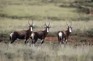 Blesbok Mountain Zebra National Park, South Africa