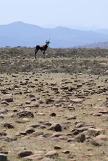 Blesbok in rocky grassland habitat. Inhabits open grassland with water. Endemic to South Africa. Mountain Zebra National Park, Eastern Cape, South Africa