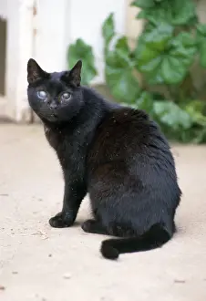 Blind Prints: Blind Cat