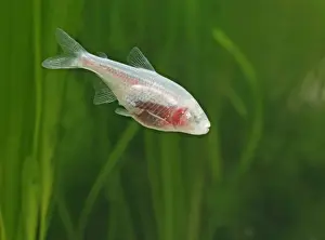 Transparent Prints: Blind cave tetra – side view, tropical freshwater Central America 002843
