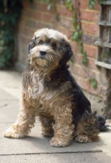 Images Dated 10th July 2009: Blind Dog