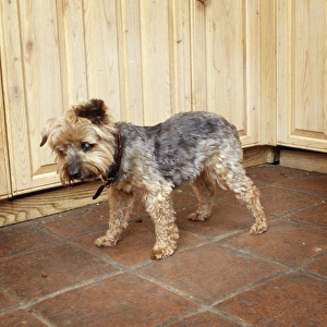 Images Dated 10th July 2009: Blind Dog - with cataracts