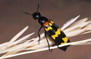 Blister Beetle - warning colours