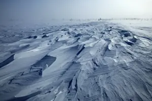 Wind Prints: blizzard. toundra, taiga a churchill. manitoba. canada en novembre