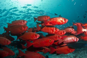 Fish Collection: Bloch's Bigeye - Maldives