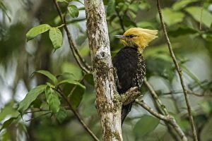Images Dated 8th September 2014: Blond-crested Woodpecker, Atlantic Forest, Sao Paulo