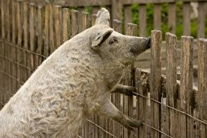 Images Dated 2nd October 2010: Blonde Mangalica Wooly pig; rare breed