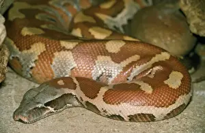 Blood Python Malaysia & Indonesia