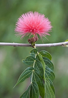 Images Dated 28th January 2010: Blood Red Tassel flower - recreational park - Puerto de la Cruz - Tenerife - February - Evergreen