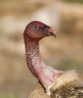 Images Dated 25th November 2008: Blood stained Eurasian Griffon Vulture