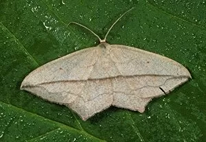 Images Dated 19th May 2010: Blood-vein Moth - on wet leaf