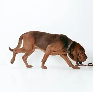 Bloodhounds Gallery: BLOODHOUND DOG - sniffing