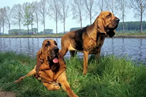 Bloodhound - two on riverbank Also known as St Hubert Hound